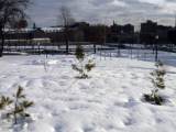Jeunes pins sou s la neige